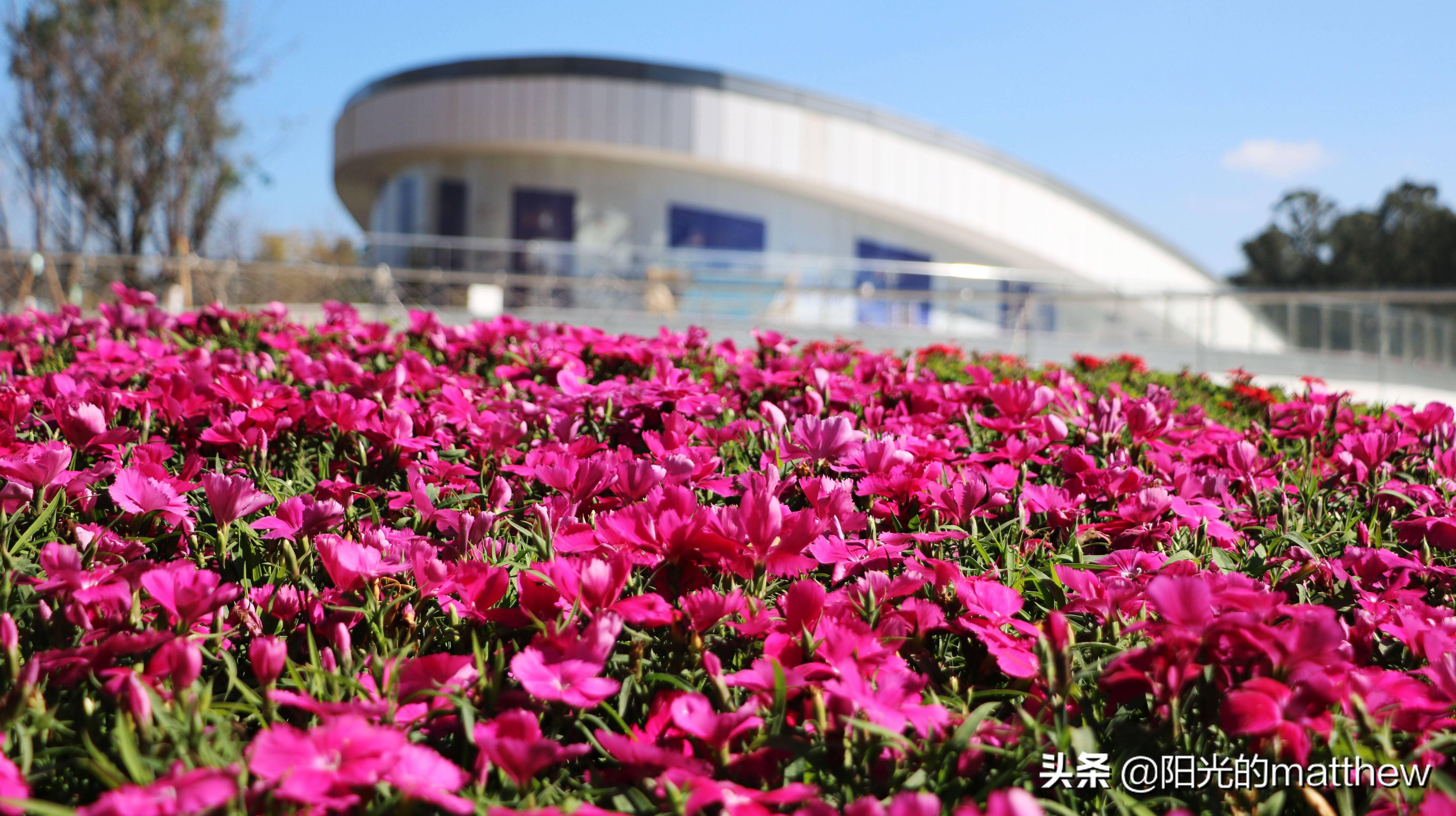 昆明花海景点图片图片