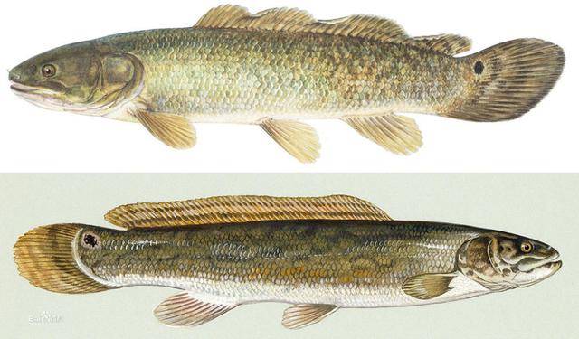 线鳢入侵珠海水域,短短一小水沟里十几条,趴水底清