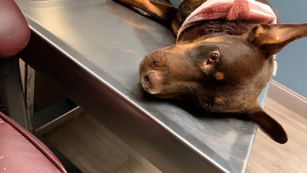 狗狗倒在水沟以为被咬 X光显示体内布满 胡椒状bb弹 救援 其他 攻击