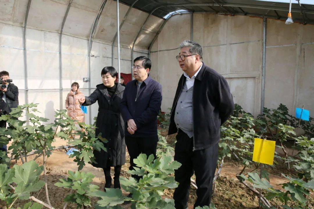 晋生源蔬菜基地,临汾市诚成商贸有限公司,贾得乡石村碧丰霖无花果基地