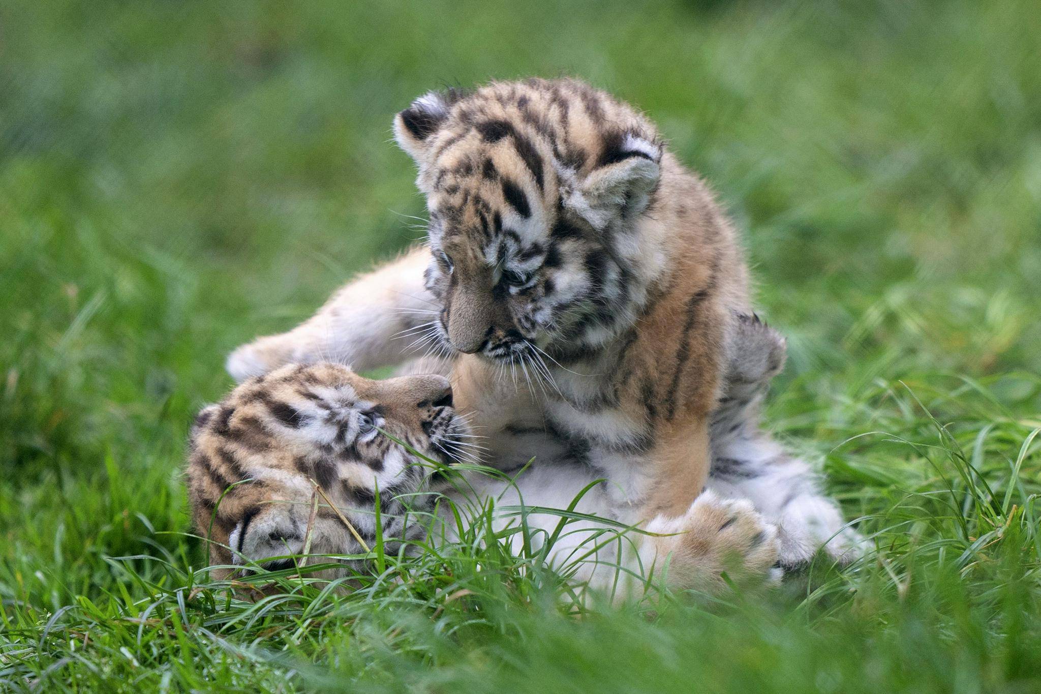英国老虎幼崽与妈妈