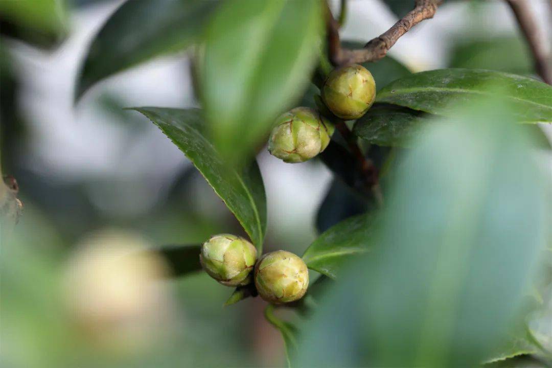 花苞_寺院_叶苞