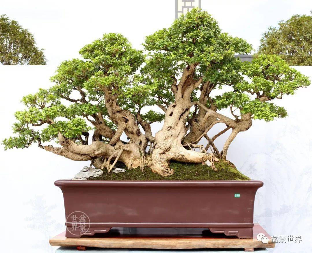 苏力作品《三江溢翠》(黄杨,106×178cm)▲湖北李鹤鸣作品《一带一