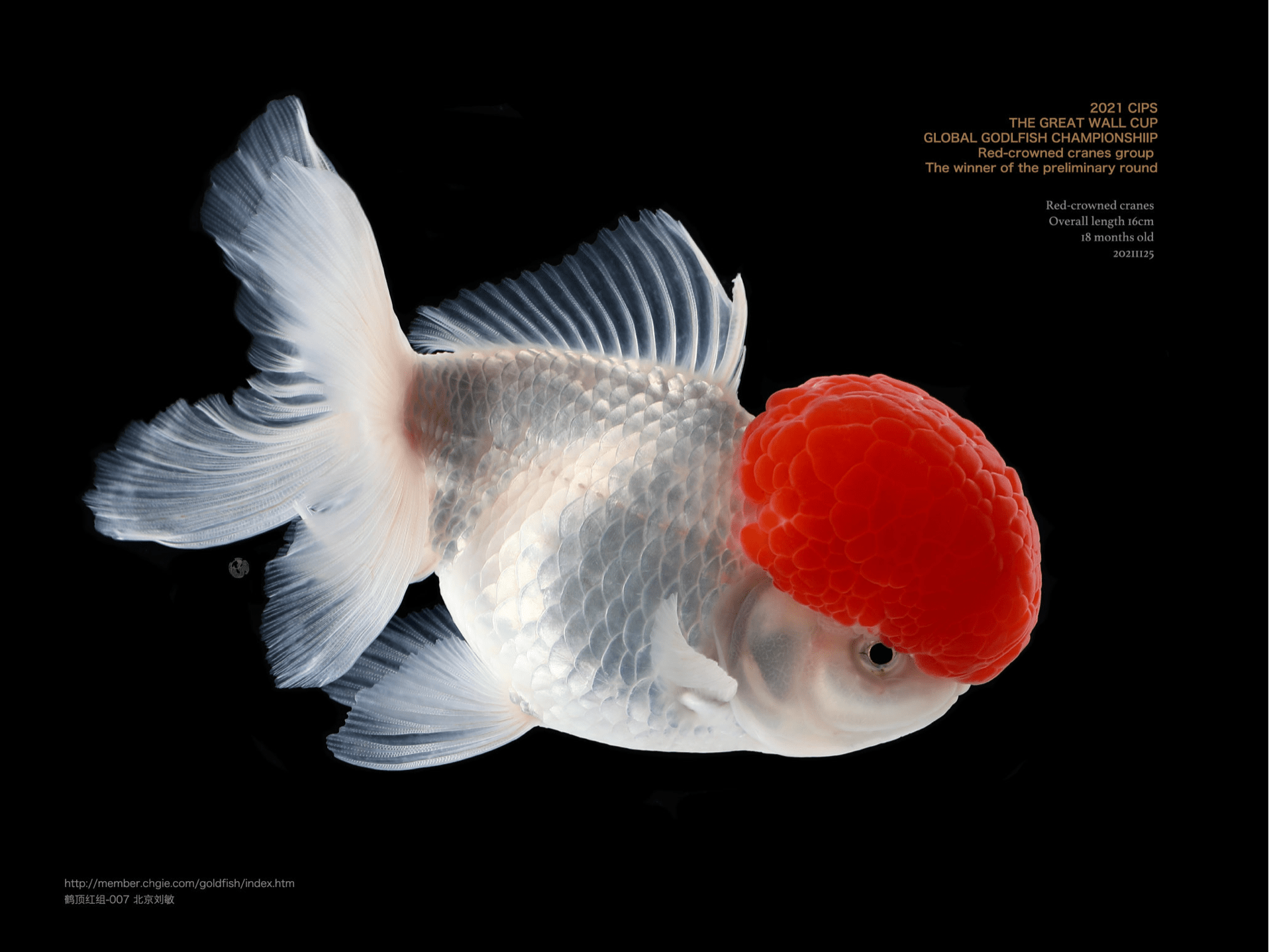 何为金鱼摄影作品 何为授权 本图为何为版权所有在何为看来,学会养殖