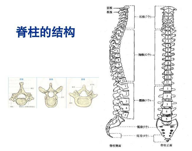 脊髓损是指由创伤,肿瘤,感染,变形,畸形和医源性因素引起的脊髓结构或