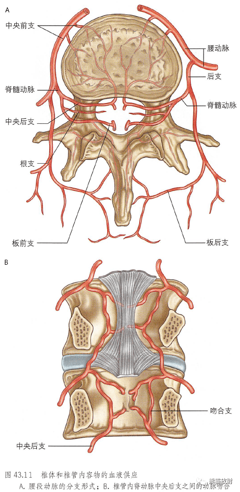 解剖丨脊柱椎体椎间盘韧带