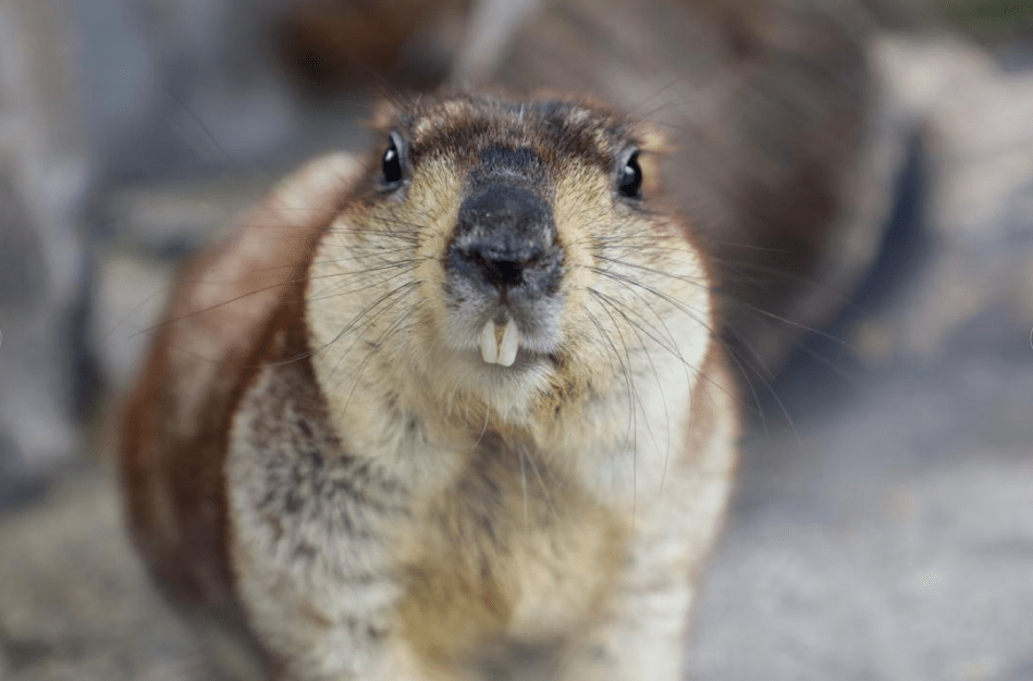喜马拉雅旱獭谁说一胖毁所有