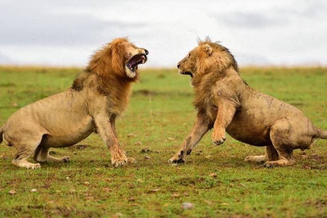 异狮群雄狮打架和同狮群雄狮打架有何不同?