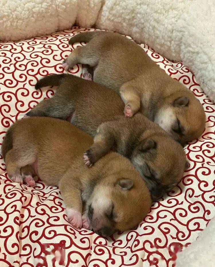 兽医刚刚接生了一窝狗宝宝,将它们从产房端出来的画面……萌哭了!