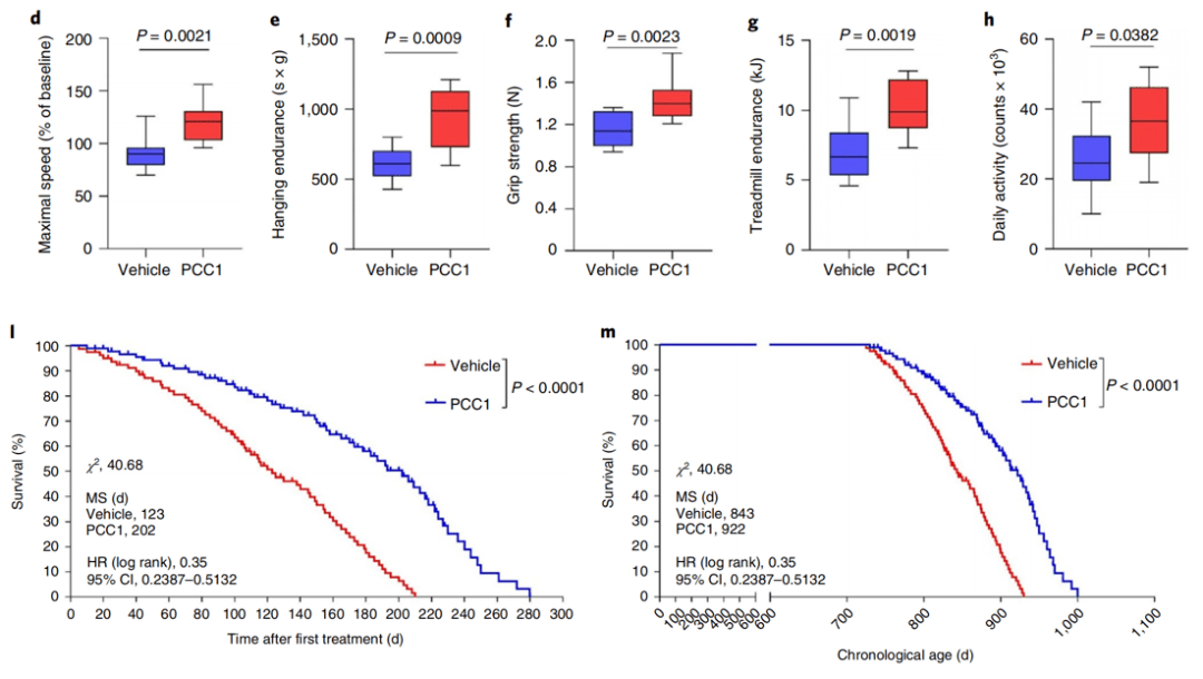 寿命|《自然》子刊：新的给力抗衰分子出现了！中国科学家在葡萄籽中发现原花青素C1，不仅能将小鼠剩余寿命延长64.2%，还能增强化疗效果