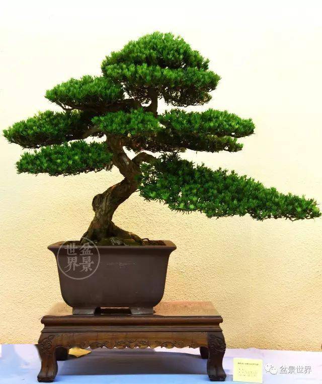 镇宅之树_cm_作品_罗汉松