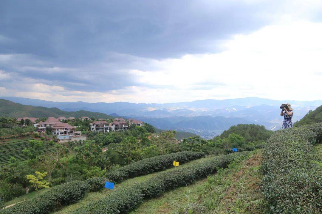 双江荣康达乌龙茶庄园:打造生态文化旅游产业示范样板_茶园_茶山_发展
