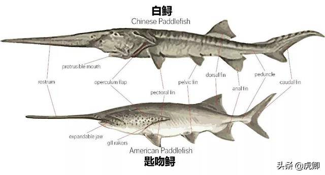 11月中旬中华鲟洄游产卵还能见千斤大鱼冲撞葛洲坝激流吗