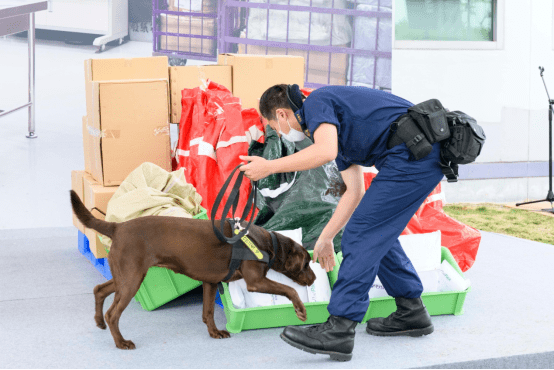 香港海关宣布成立首支枪械搜查犬队