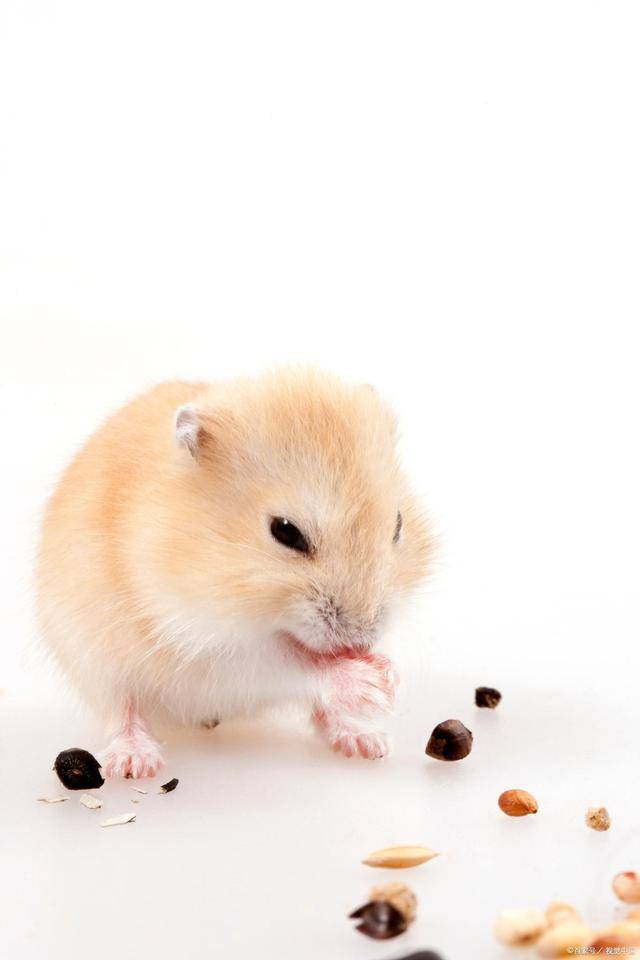 认主人是比较困难的,仓鼠一般养多久认主人_气味_认可度_木屑