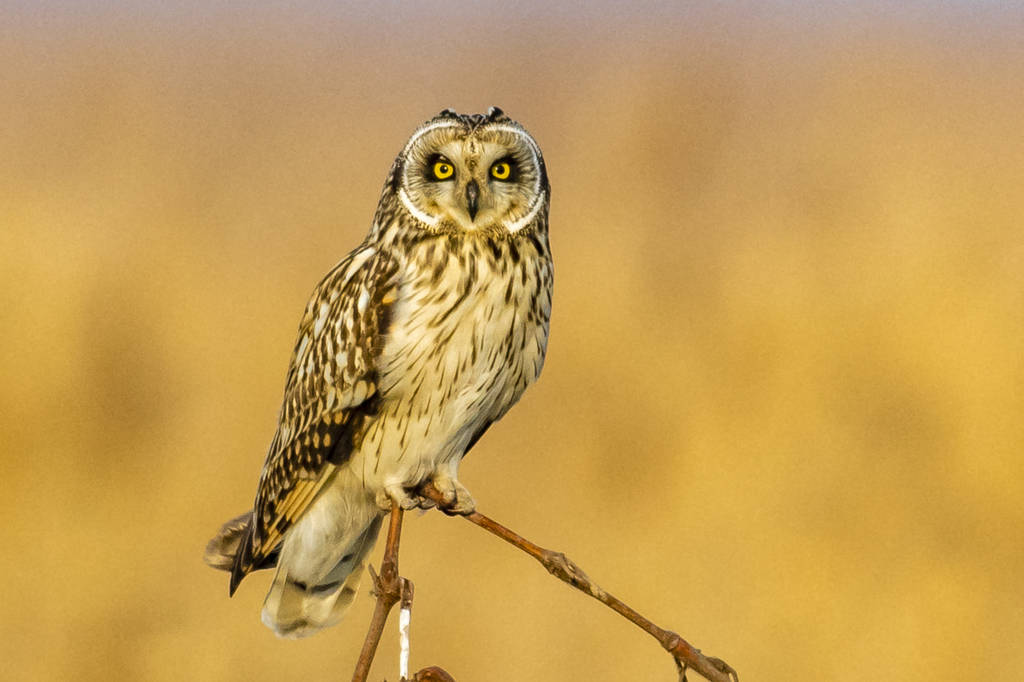 短耳鸮(近照)…_近照