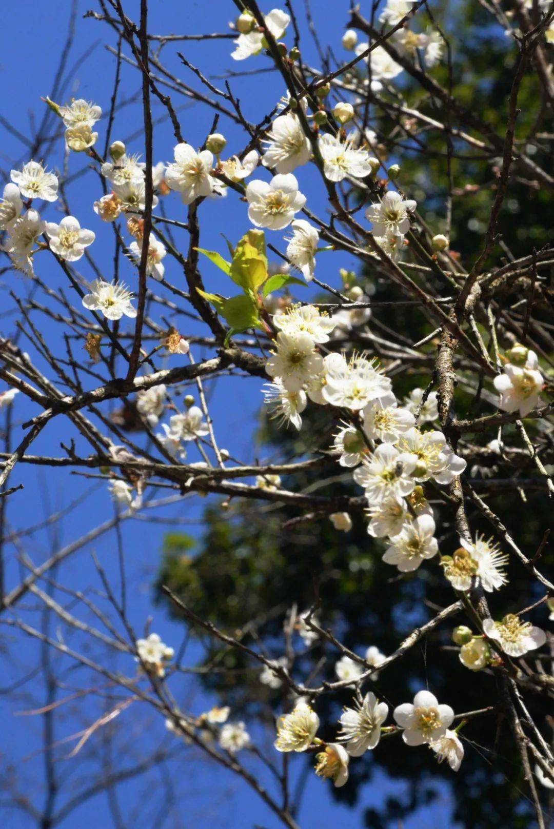 南雄梅岭梅花图片