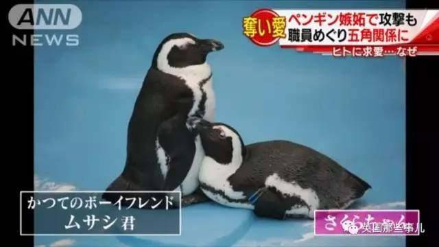 早前呢,小樱有一只恩爱有加的企鹅男友,嗯啊,人家两个是有故事的