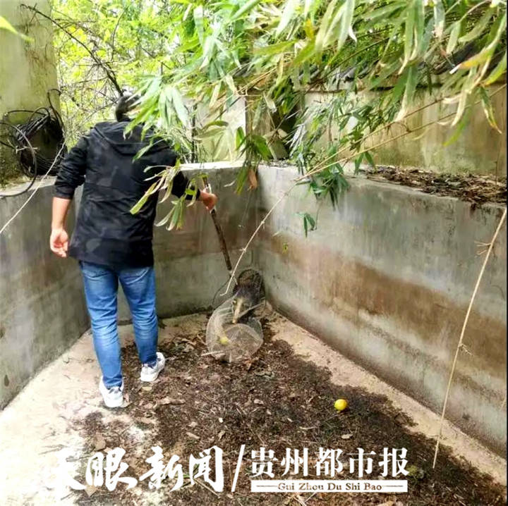 野生猪獾误入废弃水池，森林警察救出放生