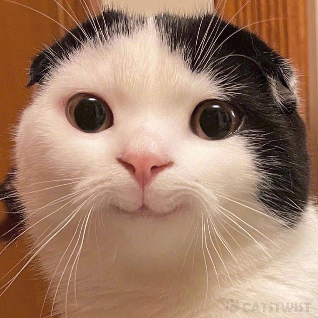 小猫咪的嘴巴是这样的