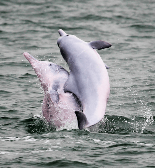 中华白海豚三五成群在海面跳跃,追逐,嬉戏……这里是珠江口中华白海豚