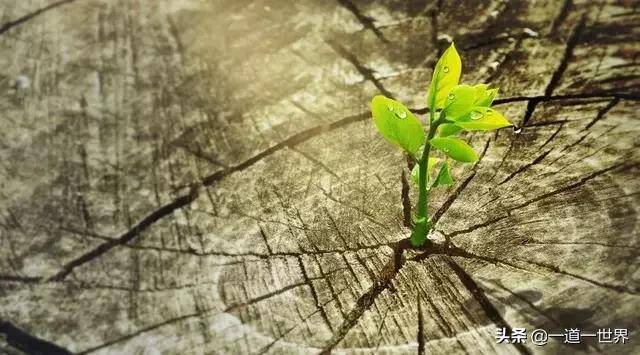 白岩松信念能让生命坚强和充满希望成功人生需要的7个信念