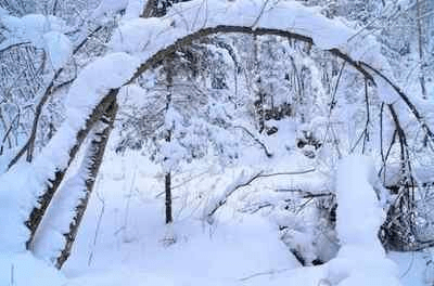 红尘中有无白雪读红尘白雪