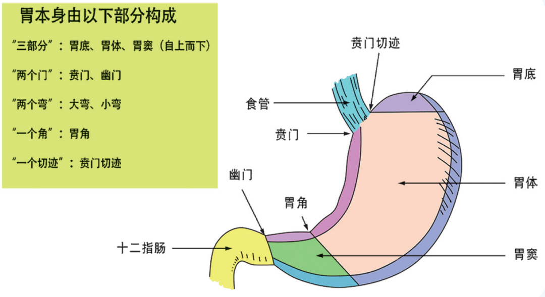 胃的构造图解图片