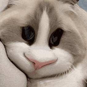 b0e36cbb2ea8434e8c7ca16bc87c809f.gif