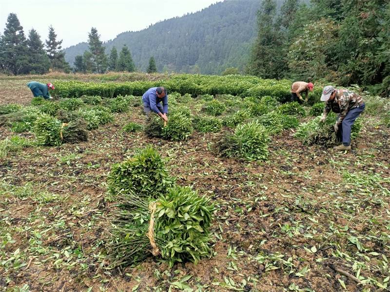 三都万亩南板蓝根抢收忙_种植_产业_群众