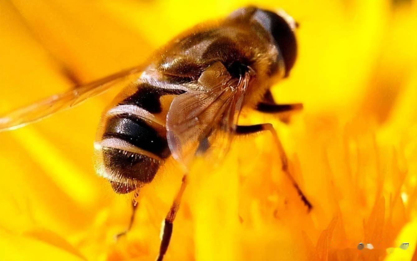 略讲大蜜蜂和黑大蜜蜂的色型 - 哔哩哔哩