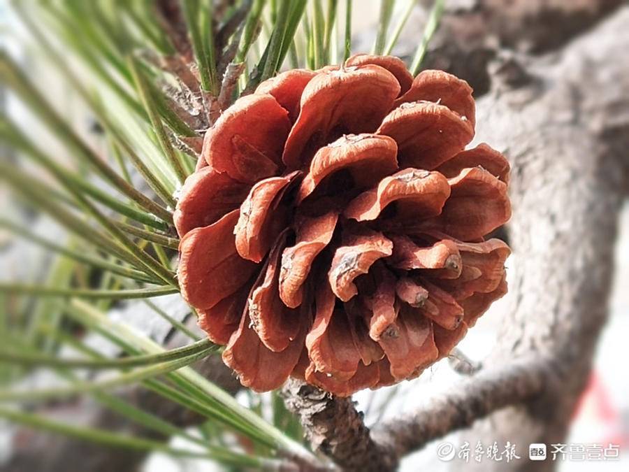 马尾松结出了松果形如宝塔