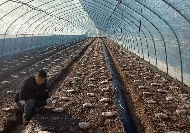 大雪节气已过,天气渐冷,曹市镇侯桥村一排排羊肚菌大棚里却是热火朝天