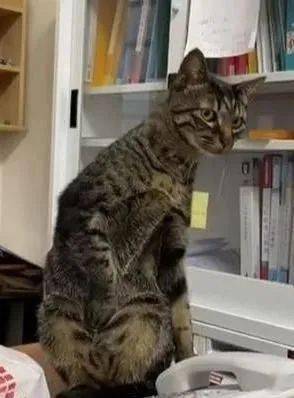 什么两个王这牌太大了 吓得猫一哆嗦 居然一动不动也是老猫桌了