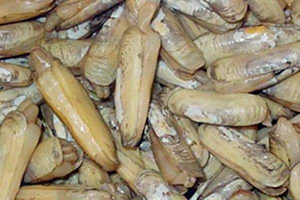 生活_软体动物_海水