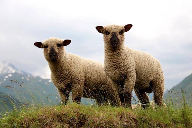 英国克里山绵羊图片图片