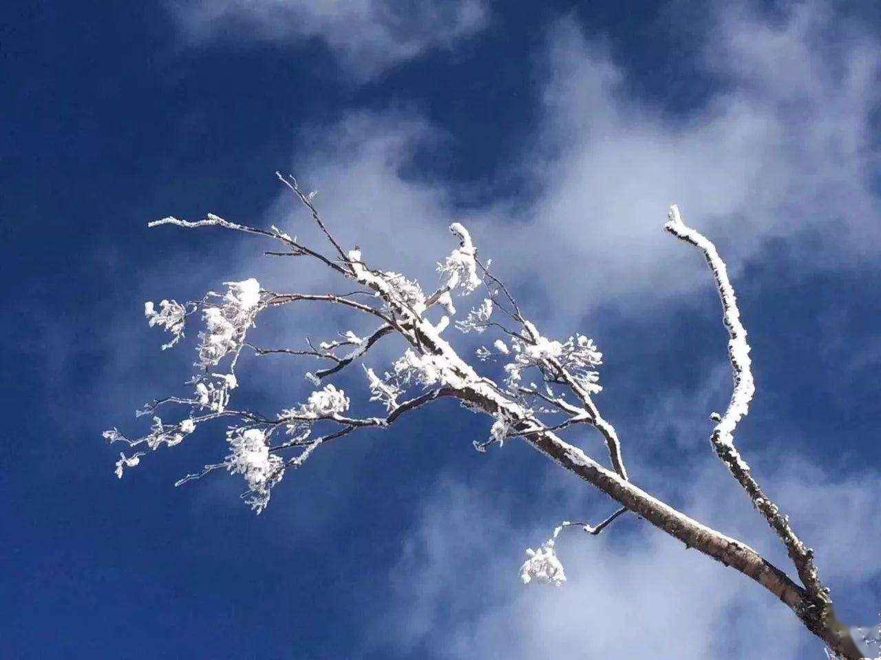 鄉土散文:雪落黑河_小城_雪花_白衣天使