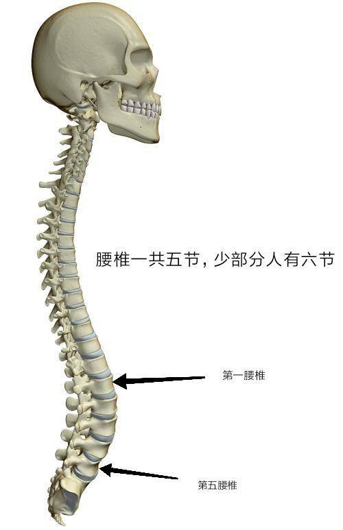 骨科大夫详细告诉你:什么是腰椎间盘突出(症)