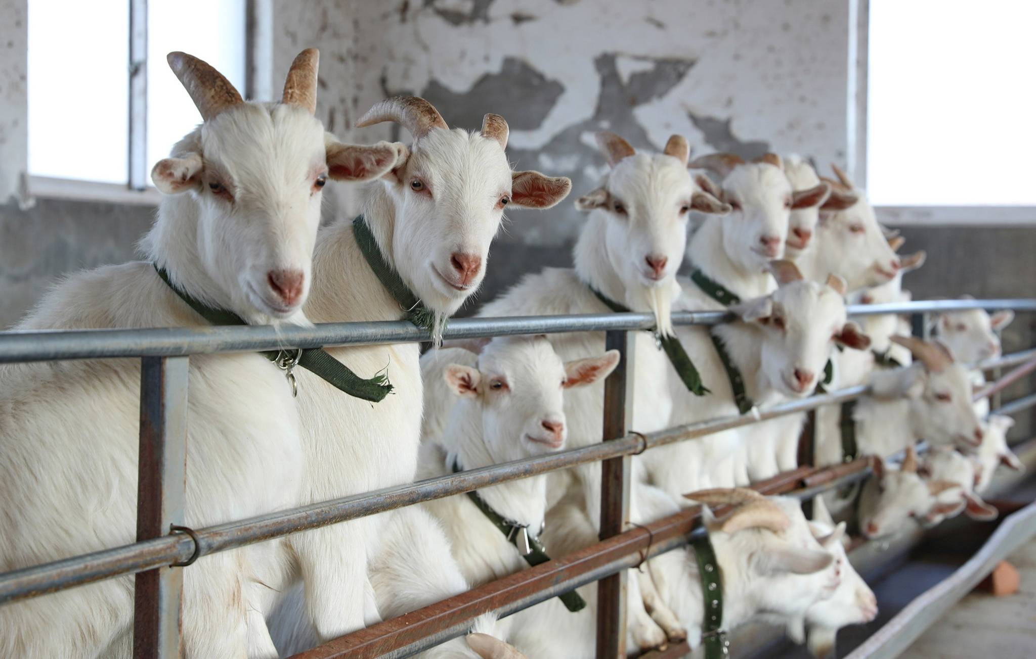 江苏海门山羊产业助增收