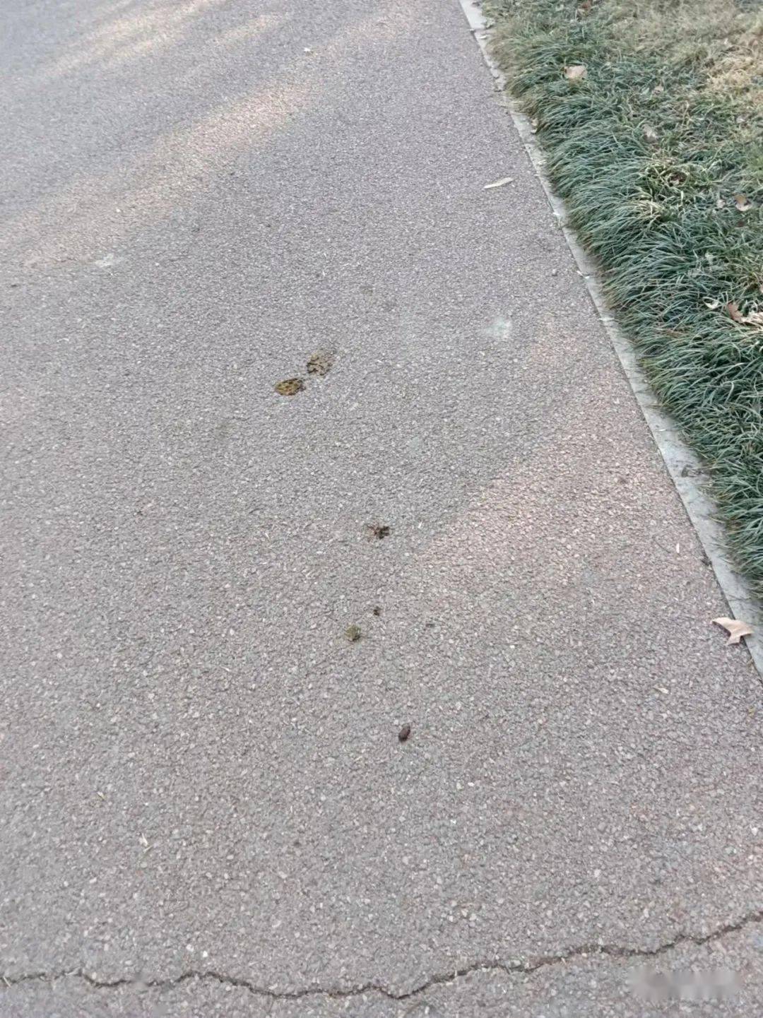 今天在胜利山很多人都踩了狗屎运_狗狗_文明_心情