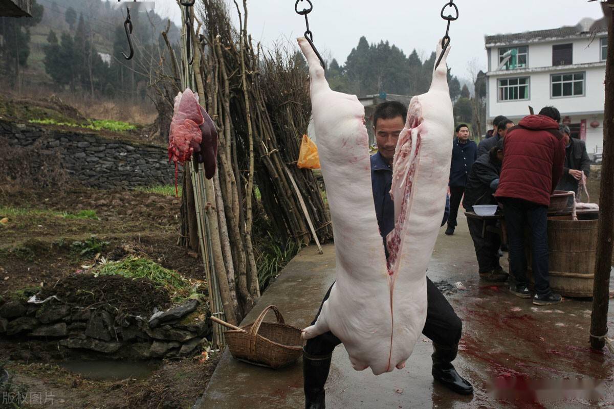 农村年猪自己屠宰违法吗修改后新法规自己屠宰年猪有可能违法