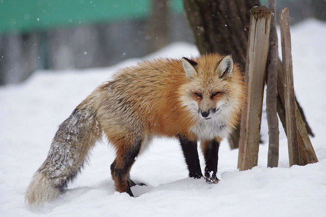 大雪过后的茶狐,十字狐,小赤 by tatsuro shimono_狐狸_小赤_tatsuro