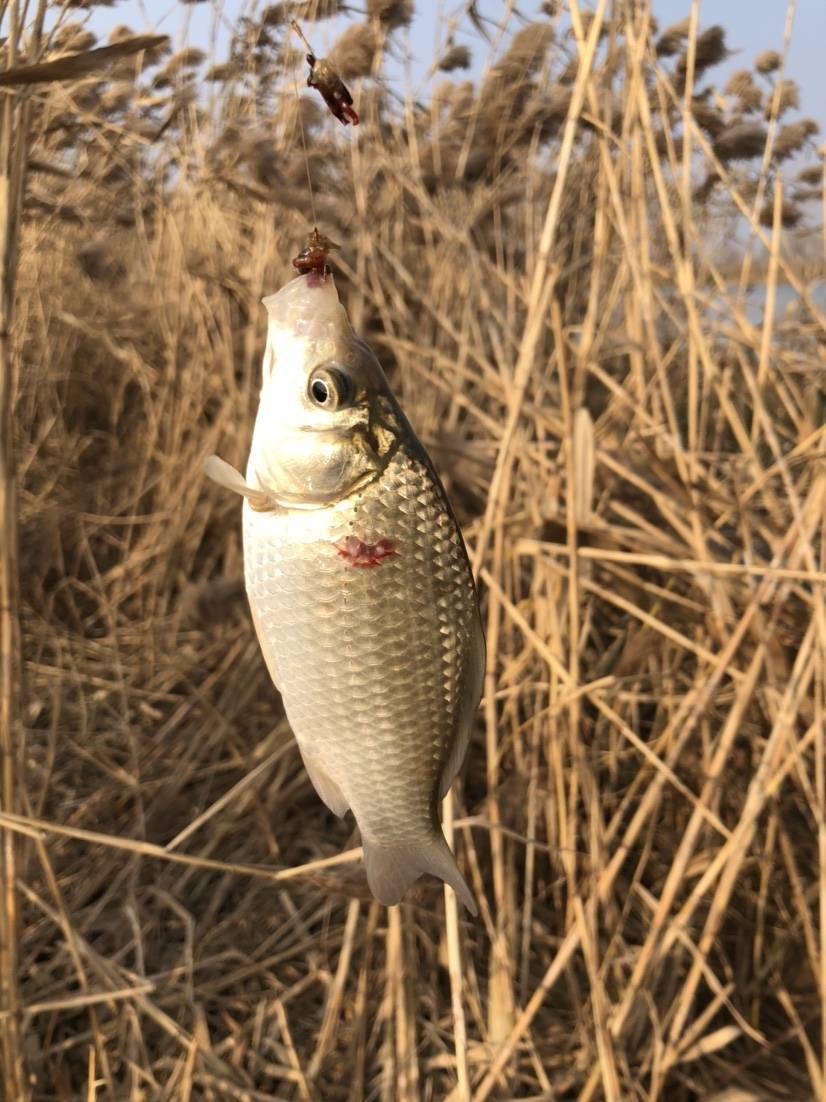 芦苇荡里钓鲫鱼,爆护根本不是问题