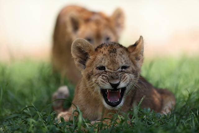 土耳其動物園獅子幼崽集體出動_布爾薩_時間_中國