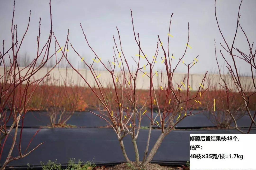 图解蓝莓冬季修剪那点事,很有必要看看!