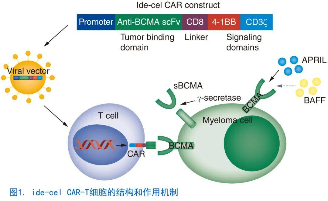 一文读懂首个BCMA CAR-T产品idecabtagene Vicleucel_细胞_治疗_多发性