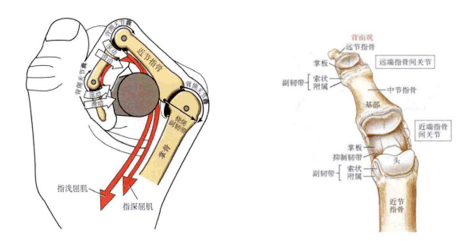 手部解剖知多少(二)——掌骨和指骨及其相關腱鞘_指關節_肌腱_運動