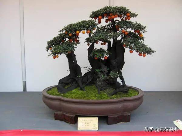 盆景_叶片_果实