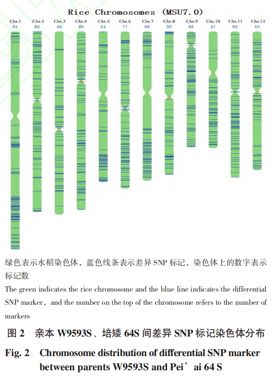 生物技术通报 | 12月最新上线文章(三)_研究_接种_水稻
