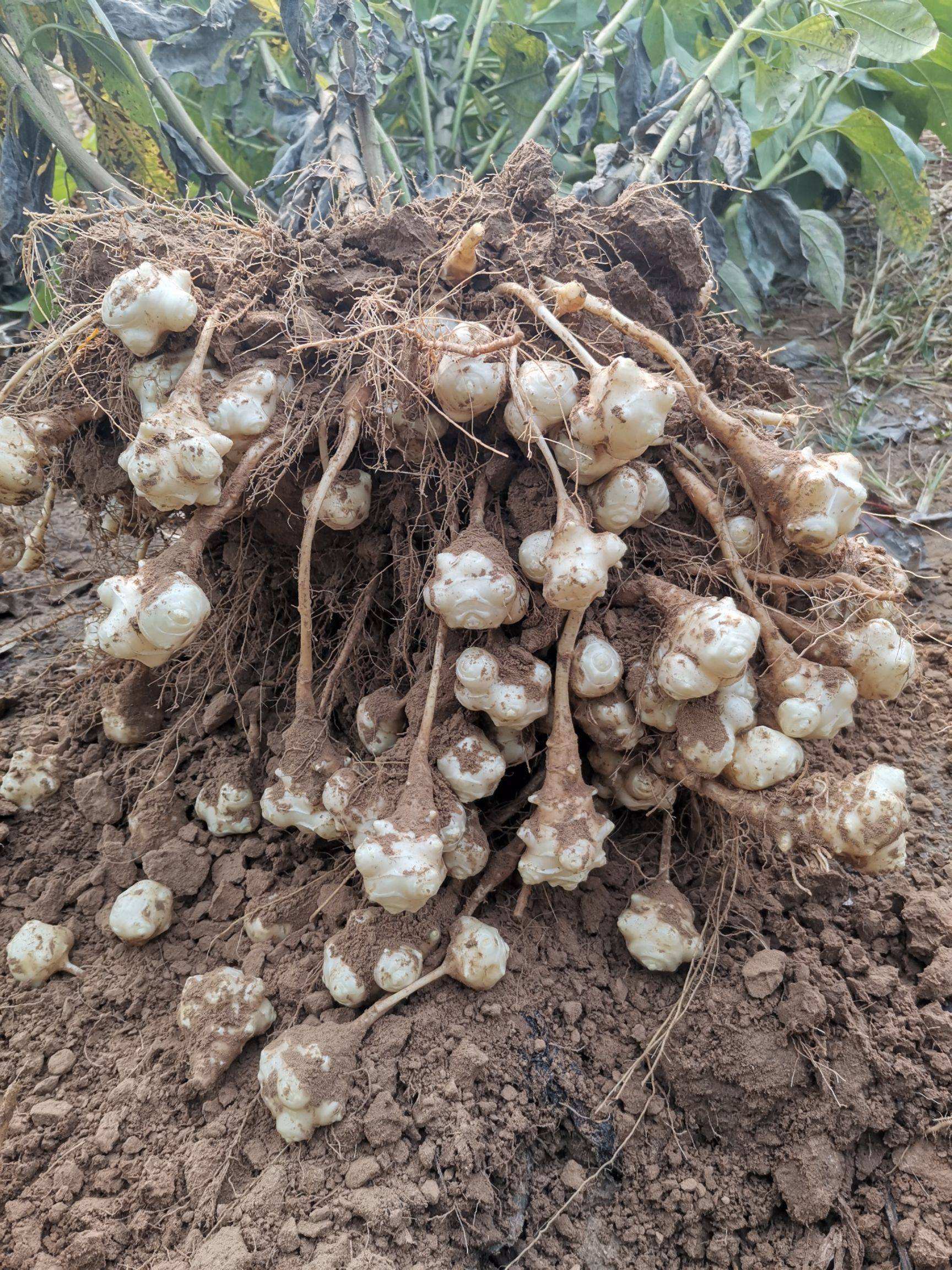 洋姜身上有一宝 好多人当菜吃 却不知它就是药材 菊芋 草本植物 时候 块根